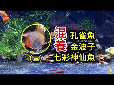 考試好運方法 神仙魚混養